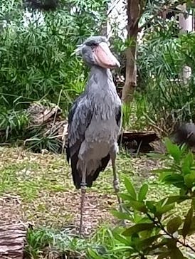 恩賜上野動物園に投稿された画像（2025/11/2）