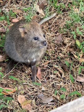 こども動物自然公園（埼玉県公園緑地協会）に投稿された画像（2025/11/2）