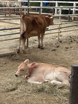 こども動物自然公園（埼玉県公園緑地協会）に投稿された画像（2025/11/2）