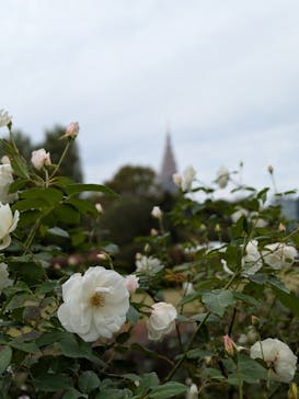 新宿御苑に投稿された画像（2025/11/2）