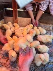 しろとり動物園に投稿された画像（2025/11/2）