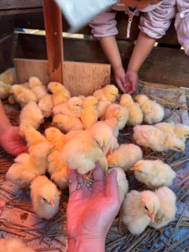 しろとり動物園に投稿された画像（2025/11/2）