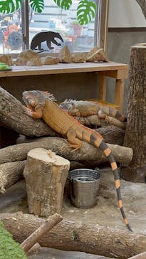 しろとり動物園に投稿された画像（2025/11/2）