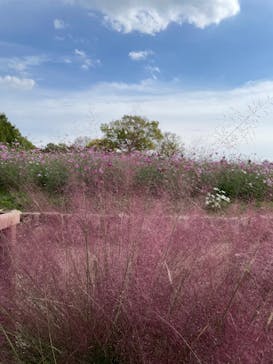 万博記念公園に投稿された画像（2025/11/2）