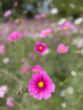 万博記念公園に投稿された画像（2025/11/2）