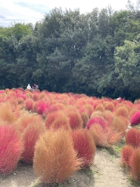 万博記念公園に投稿された画像（2025/11/2）