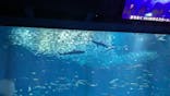 アクアワールド茨城県大洗水族館に投稿された画像（2025/11/2）