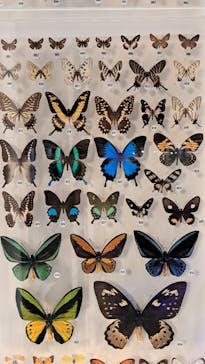 国立科学博物館に投稿された画像（2025/11/2）