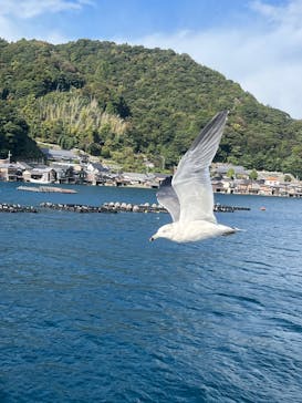 伊根湾めぐり遊覧船に投稿された画像（2025/11/2）