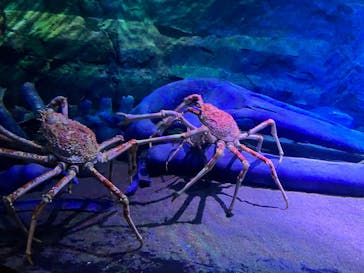 竹島水族館に投稿された画像（2025/11/2）