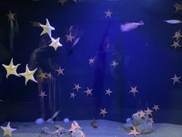 竹島水族館に投稿された画像（2025/11/2）