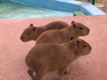 竹島水族館に投稿された画像（2025/11/2）