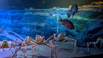 竹島水族館に投稿された画像（2025/11/2）