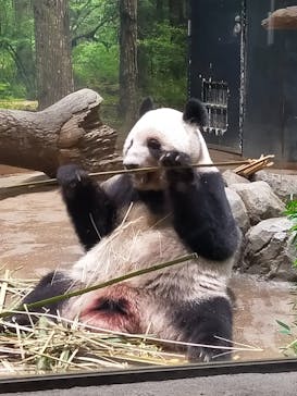 恩賜上野動物園に投稿された画像（2025/11/2）