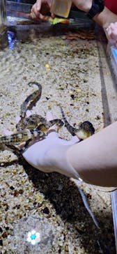 ゼロ距離水族館 伊勢シーパラダイスに投稿された画像（2025/11/2）