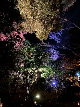 江の島シーキャンドルに投稿された画像（2025/11/2）