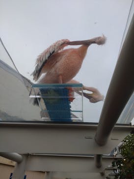 サンシャイン水族館に投稿された画像（2025/11/2）