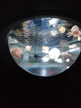 サンシャイン水族館に投稿された画像（2025/11/2）