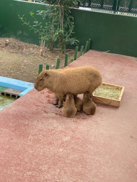 竹島水族館に投稿された画像（2025/11/2）