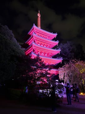 博多ライトアップウォーク実行委員会に投稿された画像（2025/11/2）