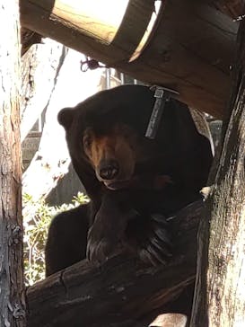 恩賜上野動物園に投稿された画像（2025/11/2）