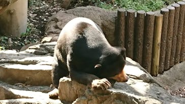恩賜上野動物園に投稿された画像（2025/11/2）