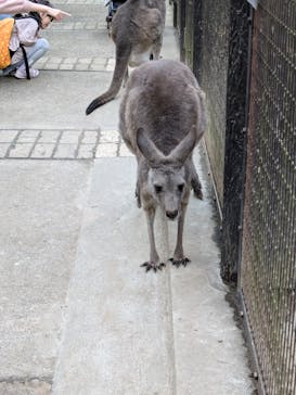 こども動物自然公園（埼玉県公園緑地協会）に投稿された画像（2025/11/2）