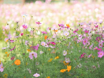 滋賀農業公園ブルーメの丘に投稿された画像（2025/11/2）