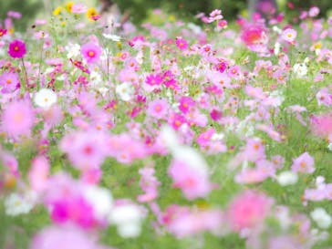 滋賀農業公園ブルーメの丘に投稿された画像（2025/11/2）