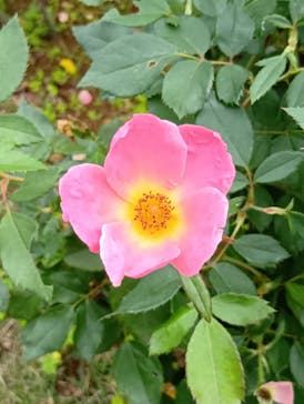 京成バラ園に投稿された画像（2025/11/2）