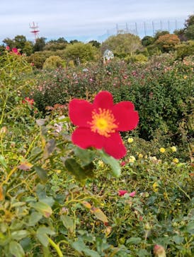 京成バラ園に投稿された画像（2025/11/2）
