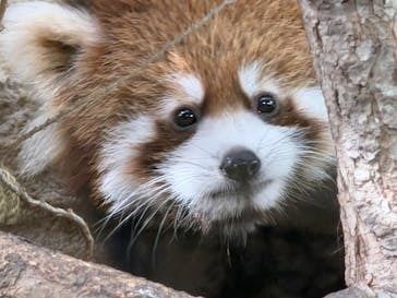 那須どうぶつ王国に投稿された画像（2025/11/2）