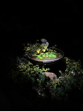 博多ライトアップウォーク実行委員会に投稿された画像（2025/11/2）