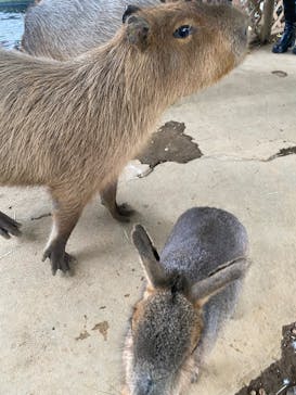 横浜・八景島シーパラダイスに投稿された画像（2025/11/2）