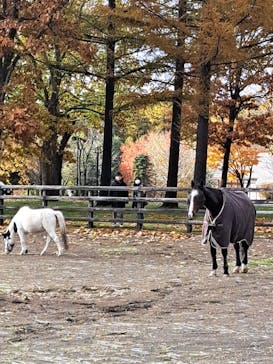 ノーザンホースパークに投稿された画像（2025/11/2）