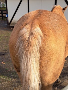 ノーザンホースパークに投稿された画像（2025/11/2）