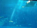 沖縄美ら海水族館に投稿された画像（2025/11/3）