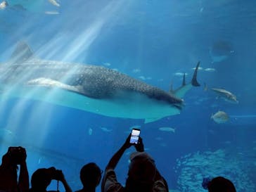 沖縄美ら海水族館に投稿された画像（2025/11/2）