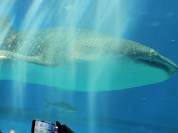 沖縄美ら海水族館に投稿された画像（2025/11/2）