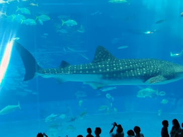 沖縄美ら海水族館に投稿された画像（2025/11/2）