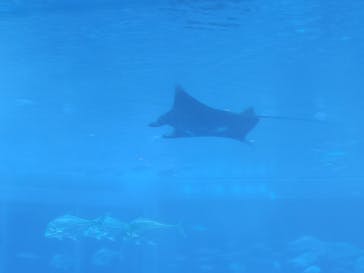 沖縄美ら海水族館に投稿された画像（2025/11/2）