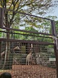 恩賜上野動物園に投稿された画像（2025/11/3）