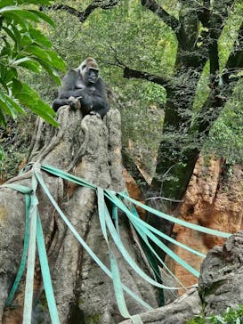 恩賜上野動物園に投稿された画像（2025/11/2）