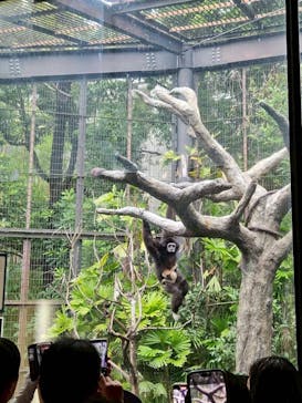 恩賜上野動物園に投稿された画像（2025/11/2）