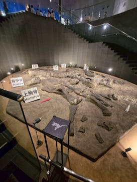 福井県立恐竜博物館に投稿された画像（2025/11/2）