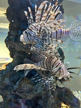 AQUARIUM × ART　atoaに投稿された画像（2025/11/2）