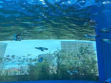 サンシャイン水族館に投稿された画像（2025/11/2）