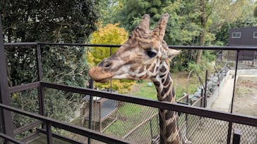 ANIMAL WONDER REZOURT 市原ぞうの国・サユリワールドに投稿された画像（2025/11/2）