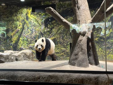 恩賜上野動物園に投稿された画像（2025/11/2）