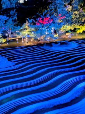 博多ライトアップウォーク実行委員会に投稿された画像（2025/11/3）